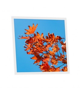 Pack de 1 dalle LED imprimée - Autumn - 600x600mm - Fabriqué en France (alimentation non fournie)